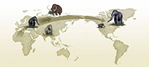 Ice Age Animals Stampe: Mammoth evolutionary migration, artwork