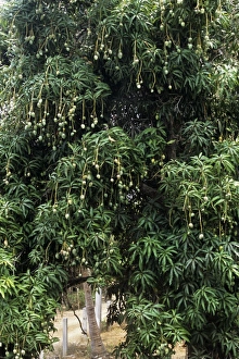Tropical Fruit Trees Stampe: Mango tree