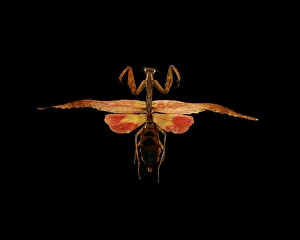 Praying Mantis Images Stampe: Mantis