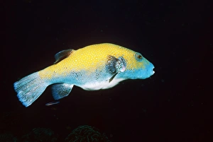 Thai Marine Life Stampe: Map pufferfish