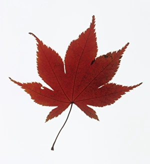 Maple Tree Images Stampe: Maple leaf