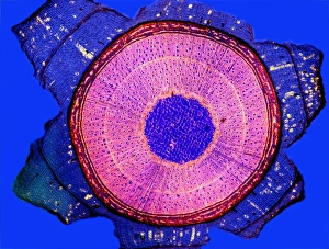 Polarised Light Microscopy Stampe: Maple stem, light micrograph