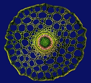 Polarised Light Microscopy Stampe: Mares tail stem, light micrograph