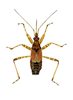 Stampe di La dolcezza di palude, cocciniglia predatrice (Dolichonabis limbatus). Questa insetto misura tra i 7,5-9mm di lunghezza Immagini datate 2006 febbraio: Buggo del paludoso dame