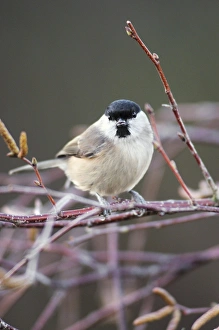British Birds In Snow Stampe: Marsh Tit