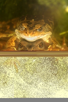 Common Frog Mating Stampe: Mating common frogs