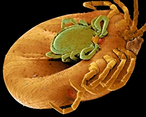 Stampe di Icti di accoppiamento: rappresentazione in SEM colorata (SEM) degli ictidi di specie Ixodes che si accoppiano. Il maschio (verde) è molto più piccolo della femmina (arancione) Immagini datate 2000: Coppie di acari