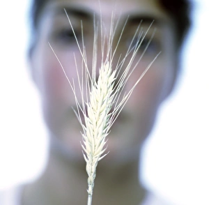 Rye Grain Stampe: Maturing ear of rye