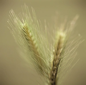 Rye Grain Stampe: Maturing ears of rye
