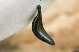 Medicinal Leeches Stampe: Medicinal leech