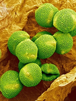 Pollen Grain Morphology Stampe: Melon pollen, SEM