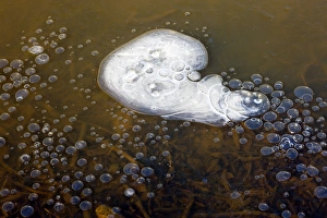 Environmental Science Images Stampe: Methane bubbles