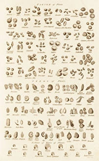 Historical Botanical Illustrations Stampe: Microscopic Vegetable Objects C017 / 3506