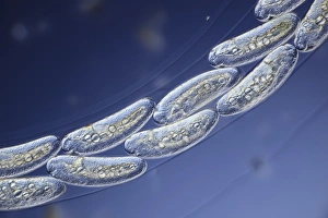 Light Micrograph Images Stampe: Midge eggs, light micrograph