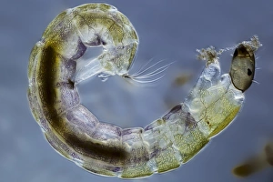 Light Micrograph Images Stampe: Midge larva, light micrograph
