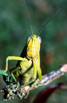 Migratory Locust Stampe: Migratory locust