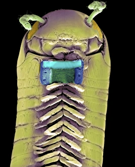 Coloured Scanning Electron Microscopy Images Stampe: Millipede with microchip, SEM