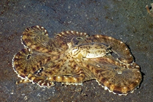 Octopus Camouflage Stampe: Mimic octopus