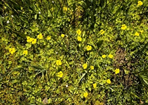American Flora Stampe: Mimulus primuloides