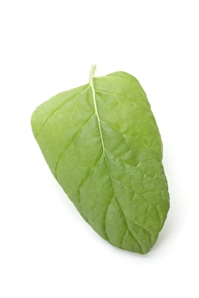 Mint Plant Stampe: Mint leaf