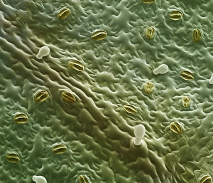 Guard Cells Function Stampe: Mint leaf surface, SEM