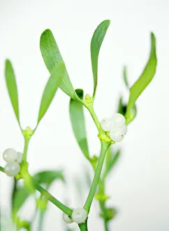 European Mistletoe Stampe: Mistletoe sprigs