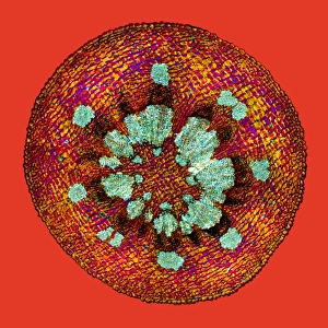 Polarised Light Microscopy Images Stampe: Mistletoe stem, light micrograph