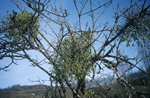 Mistletoe Plant Stampe: Mistletoe on a tree