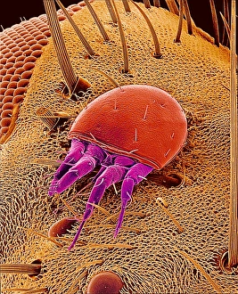 Scanning Electron Micrograph SEM Stampe: Mite on a fly, SEM