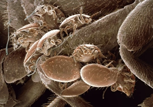 Stampe di Miti su un scarabeo di colui che è una microfotografia elettronica scanografica (SEM) dei miti (Fuscuropoda marginata, al centro) infestanti uno sciarabeo click (Elater balteatus) Immagini datate 2000: Coccinelle di miti