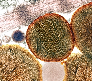 Stampe di Mitocondriea. Immagine di trasmissione elettronegativa colorata delle mitocondrie (cerchi). Una mitocndria è un organella membranosa chiusa che esiste nelle cellule eucariotiche Immagini datate 2004 settembre: Mitochondria