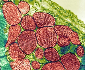 Stampe di Mitocondriea. Immagine trasmittente elettronegativa colorata (TEM) delle mitocondrie (rosso) nel muscolo del cuore. Le mitocndrie sono organelli presenti nella citoplasma delle cellule eucariotiche Immagini datate 2007 gennaio: Mitocondrie, TEM