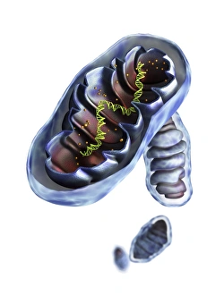 Cellular Energy Production Stampe: Mitochondrial structure, artwork