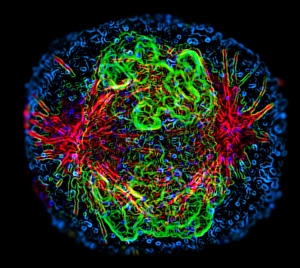Stampe di La mitosi. Immagine di fluorescenza micrografica di una cellula durante la prometafasi della mitosi (divisione nucleare) Immagini datate 2004 luglio: Mitosis