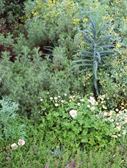 Summer Flower Arrangements Stampe: Mixed border
