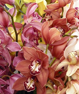 Madeira Island Flowers Stampe: Mixed orchids