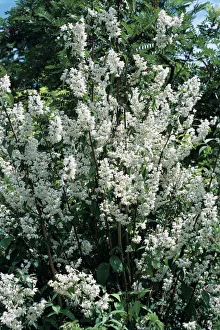 Spring Flowers UK Stampe: Mock Orange