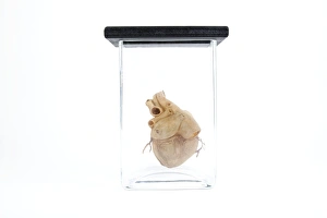 Anatomical Heart Model Stampe: Model human heart