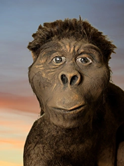 Stampe di Il modello di Lucy è una giovane femmina Australopithecus afarensis umanoidi. Il modello fu creato da un cast delle ossa di Lucy e venne esposto al Museo Nazionale del Kenya, Nairobi, in Kenia Immagini datate 2008 febbraio: Modello di Luci