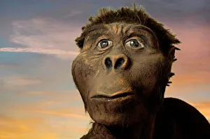 Stampe di Il modello di Lucy è un giovane femmina Australopithecus afarensis umanoidi. Il modello fu creato da una casta delle ossa di Lucy e veniva esposto al Museo Nazionale del Kenya, Nairobi, in Kenia Immagini datate 2008 febbraio: Modello di Luci