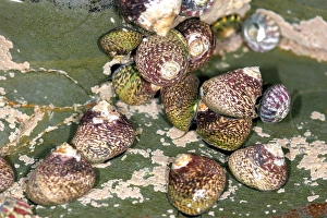 Seashore Wildlife Photography Stampe: Molluscs