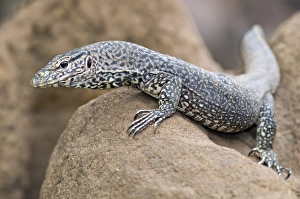 Monitor Lizard Stampe: Monitor lizard C017 / 3772