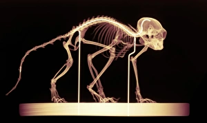 Stampe di Osso del marmosetto. Radiografia colorata di un monotto (genere Callithrix) esemplare Immagini datate 2004 dicembre: Scheletro di scimmie