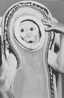 Stampe di Scimmia in spaziale con un uomo di nome Sam, una scimmie maschio (Macaca mulatta), indossa uno spacco per la navigazione aereo-funzionale fibreglassato e si lanciò il Little Joe 2 Immagini datate 2005 maggio: Scimmia in una spaziale