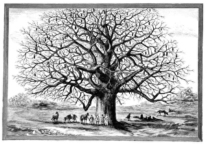 Adansonia Digitata Stampe: Monkeybread tree, 19th century