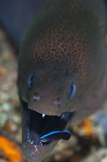 Cleaner Wrasse Behavior Stampe: Moray eel being cleaned by wrasse