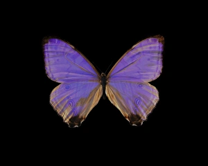 Guyana Wildlife Stampe: Morpho butterfly
