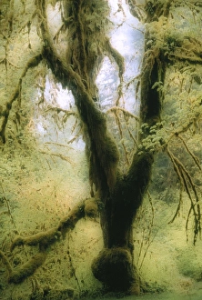 Lichen Growth On Trees Stampe: Moss-covered tree