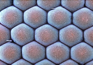 Stampe di Occhio di farfalla. Immagine scannata elettronicamente colorata del SEM della superficie composta dell'oculo composti delle farfalle (ordine Lepidoptera). Queste lenti sono chiamate ommatidi Immagini datate 2009 marzo: Oggetto d'ingestione di una cellula a occhio di farfalla, SEM