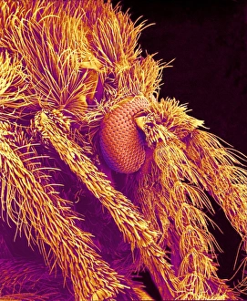 Compound Eye Insect Stampe: Moth fly head, SEM